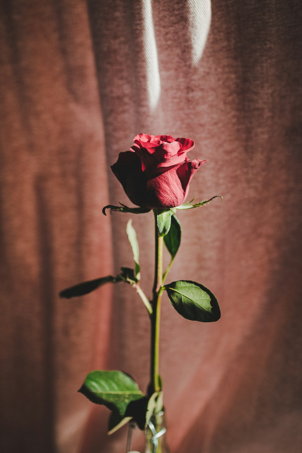 rose rouge en gros plan