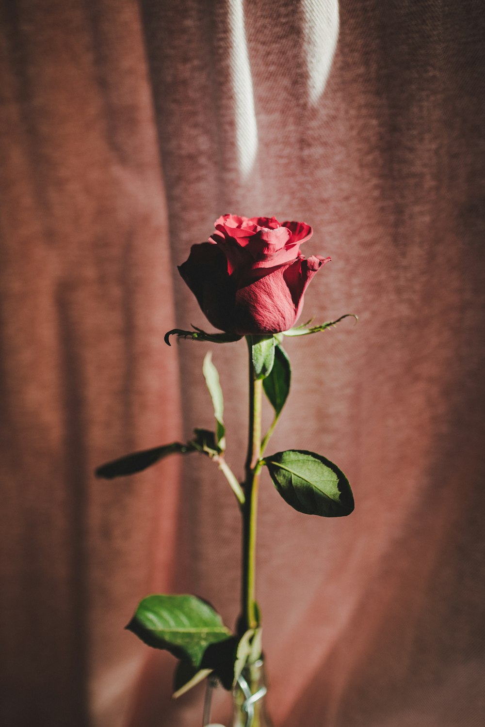 red rose in close up photography