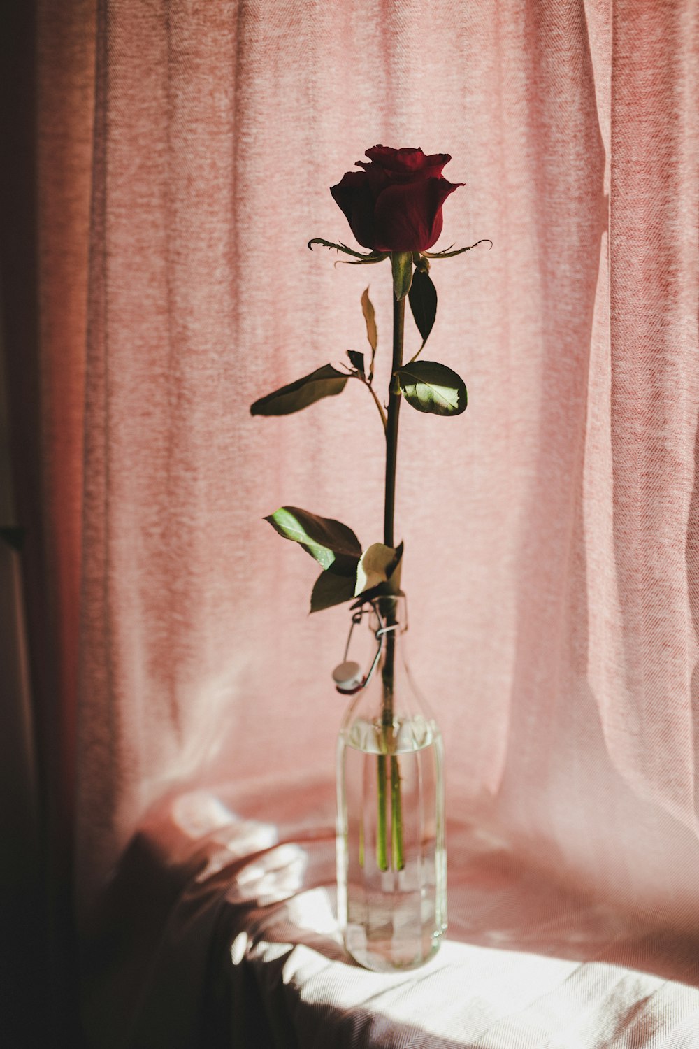 green plant in clear glass vase