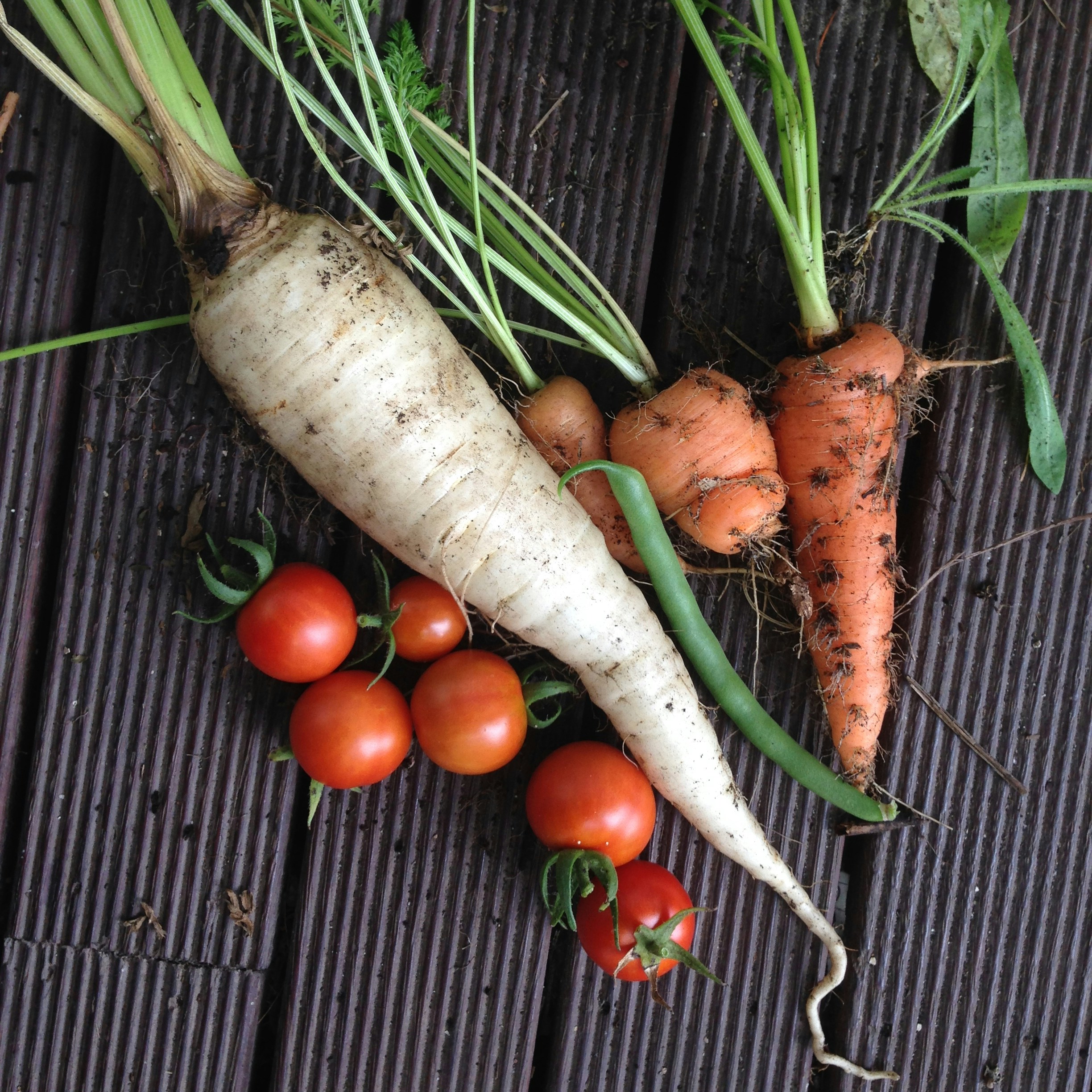 Fresh seasonal vegetables harvested from Midwestern farm — heritage beets, fennel, leeks on dark earth, natural morning light