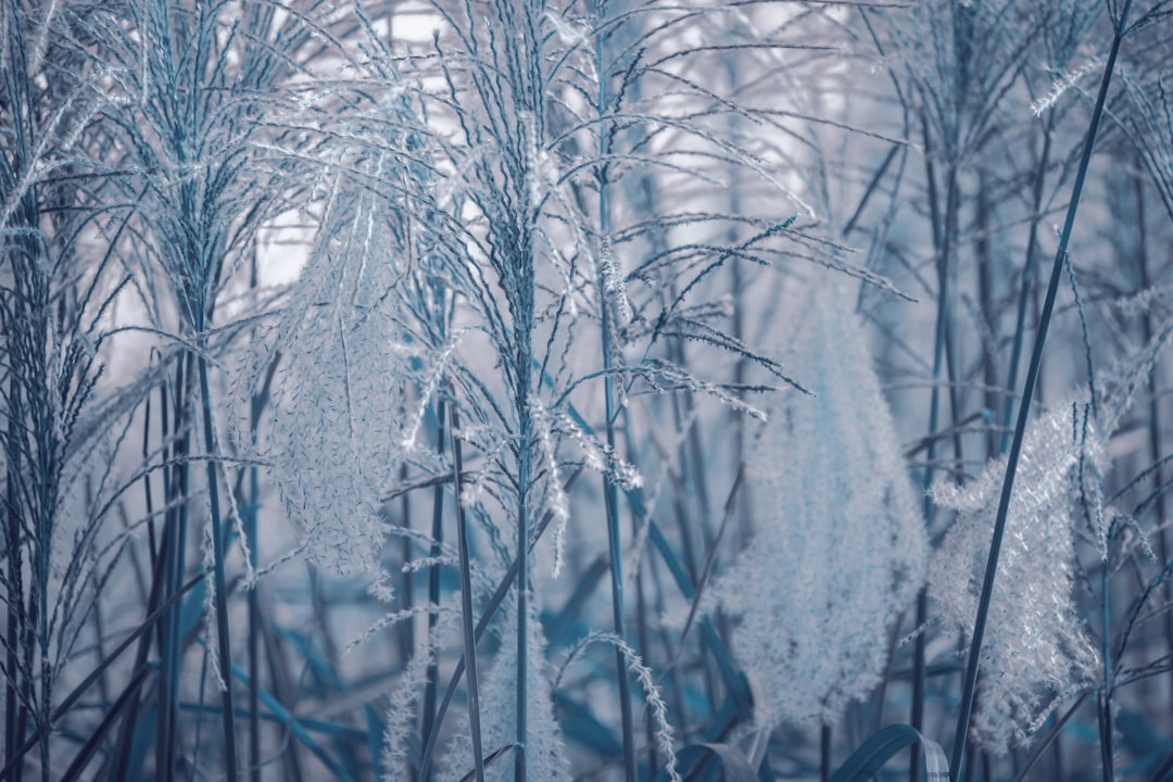 snow covered trees during daytime