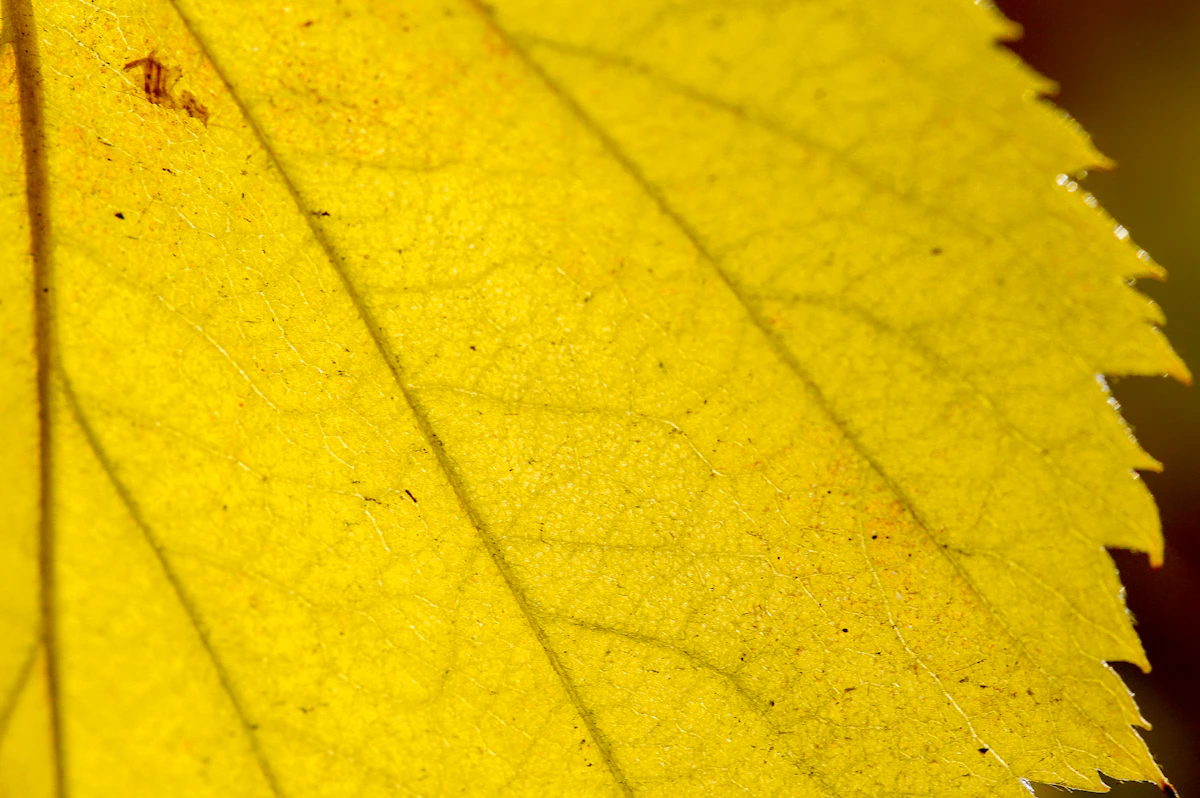 Close-up of a yellowed leaf — green chlorophyll has broken down, leaving the underlying carotenoid pigments visible as the leaf turns yellow before dropping