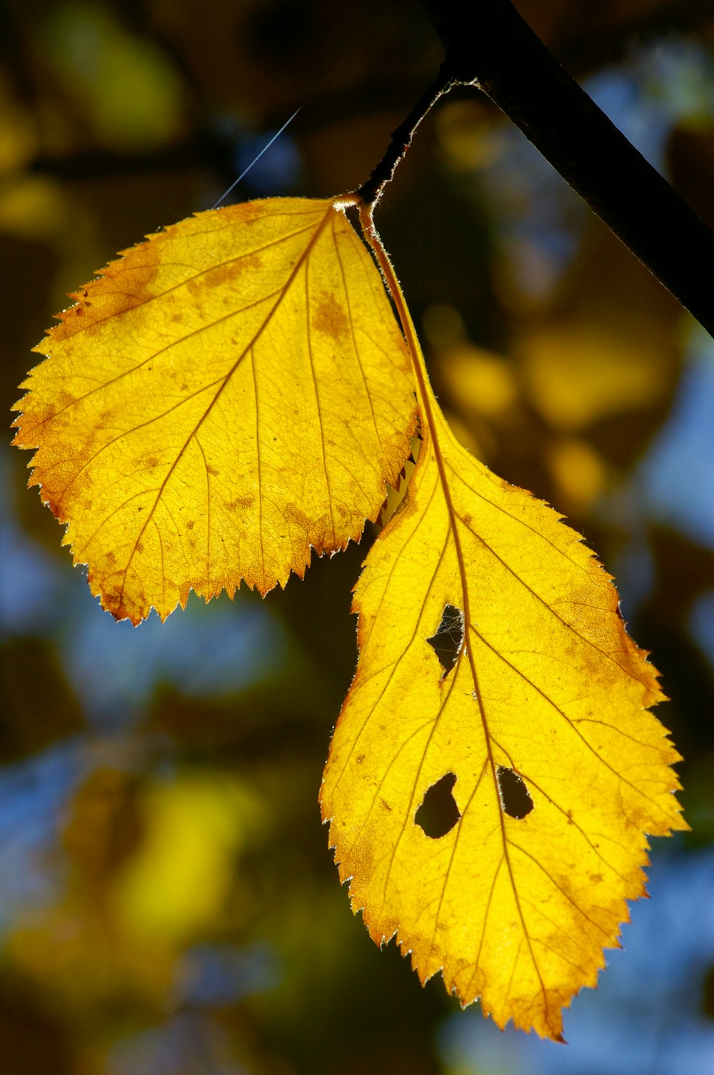 클로즈업 사진의 노란 잎