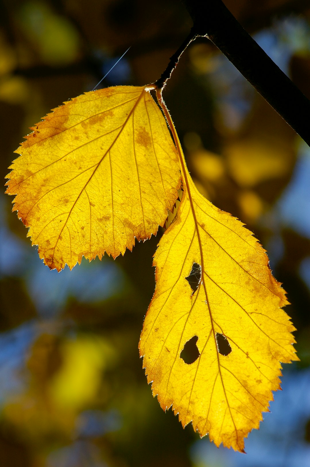 yellow leaf in close up photography