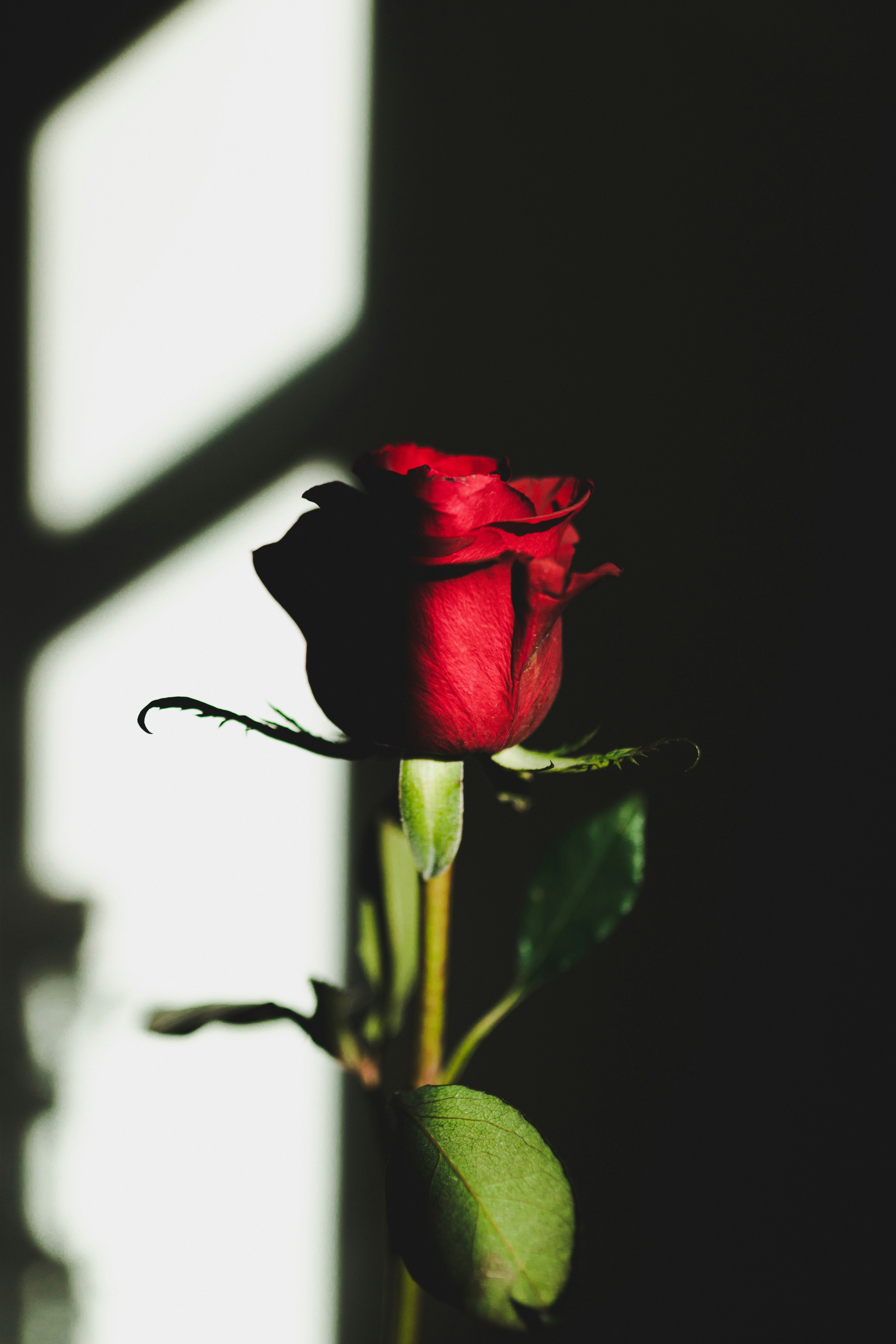 Photo by corina_rainer_