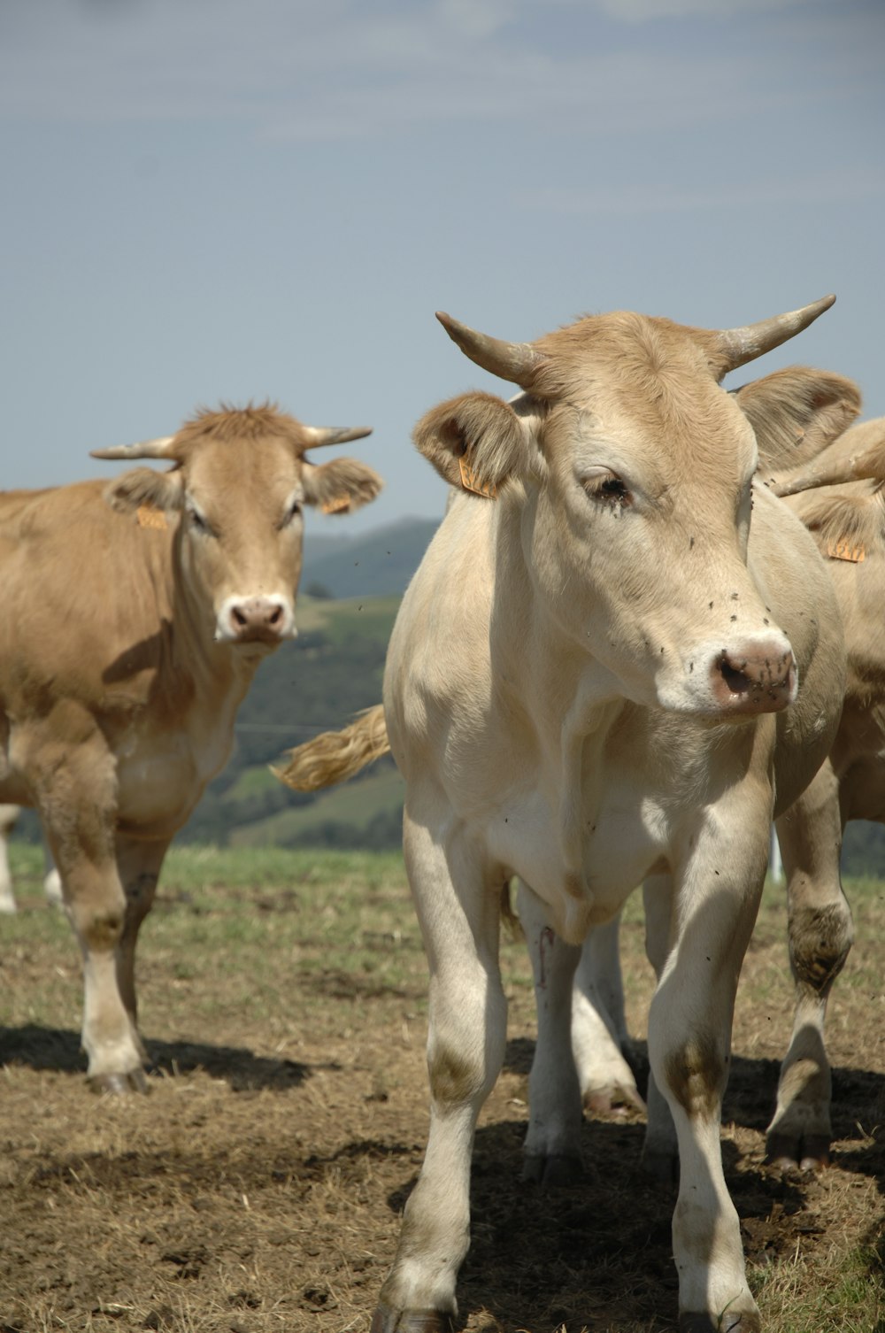 white and brown cow on brown field during daytime