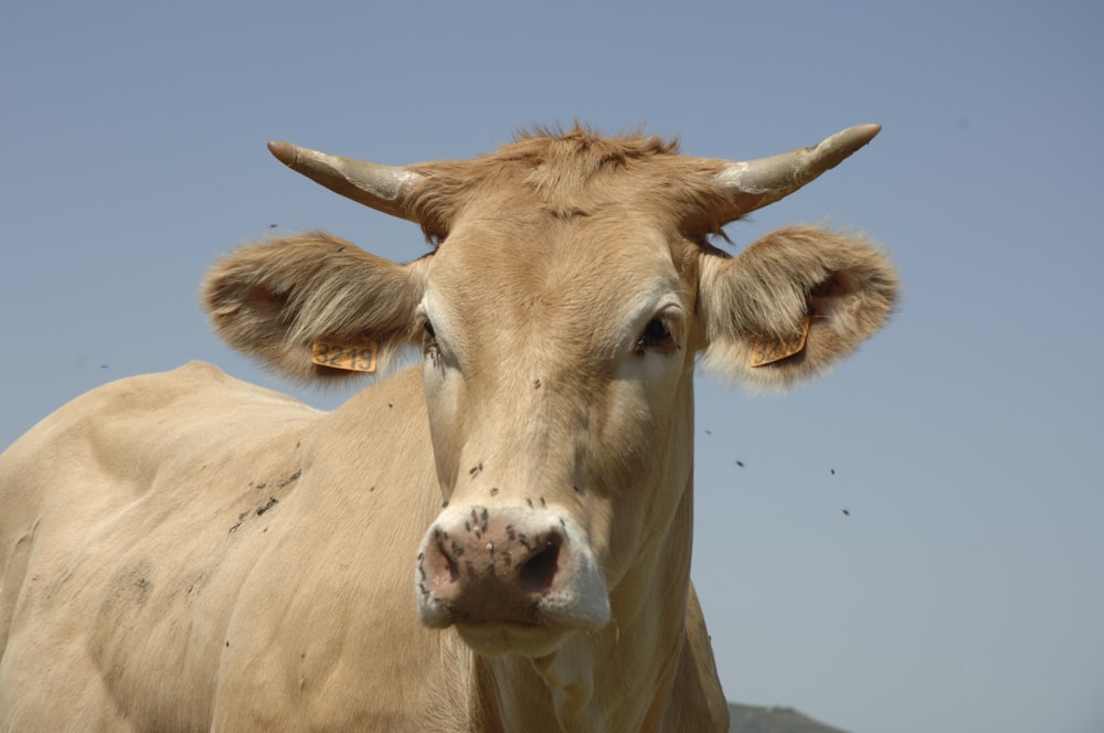 brown cow on brown field during daytime