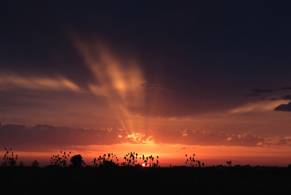 Silueta de árboles durante la puesta del sol