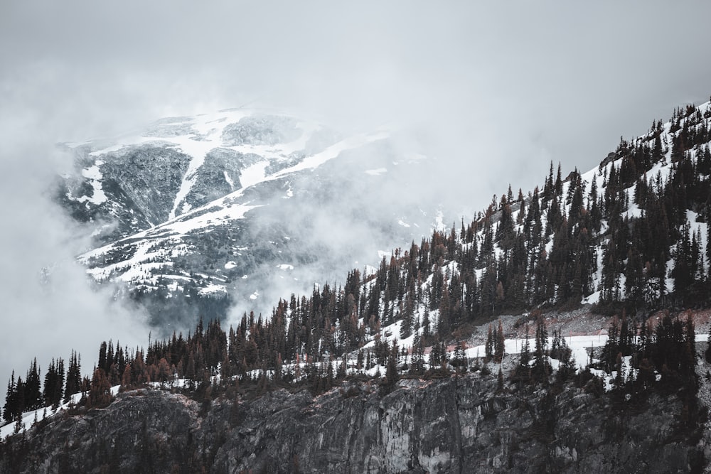 green pine trees on mountain