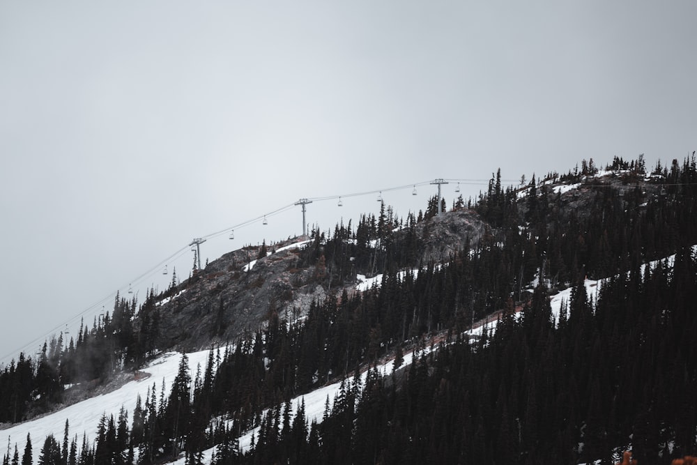 green trees under white sky during daytime