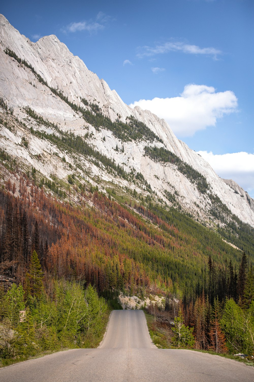 green trees near mountain under blue sky during daytime