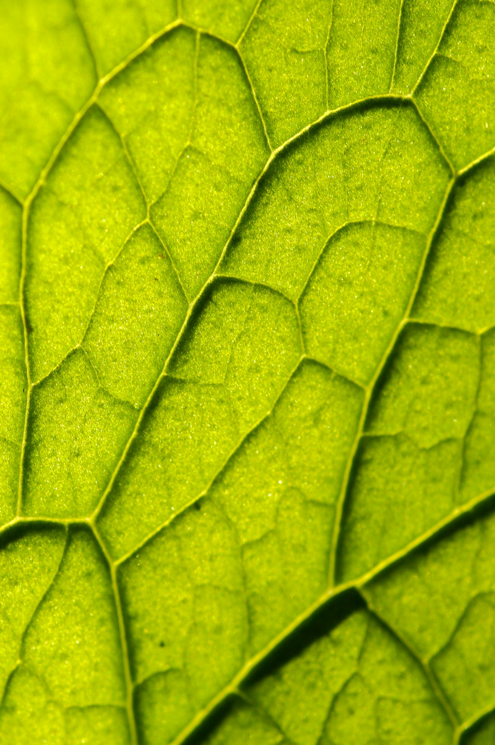 緑の葉のマクロ撮影