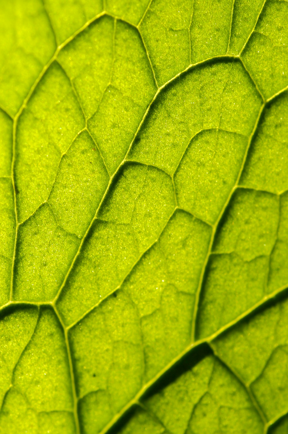 macro photography of green leaf