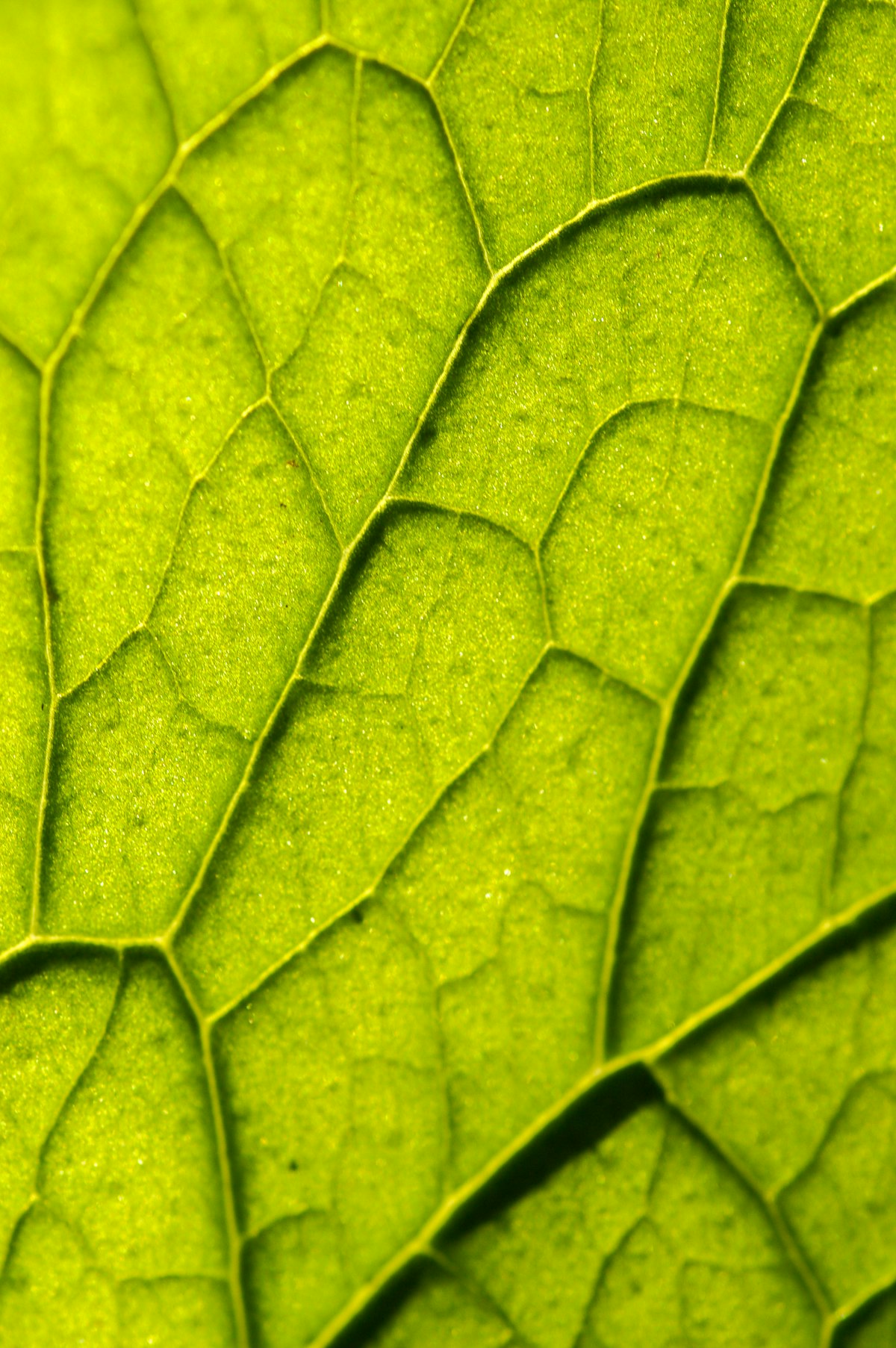 なぜ観葉植物の葉は緑なのか——クロロフィルが緑色の光を「あえて反射する」理由
