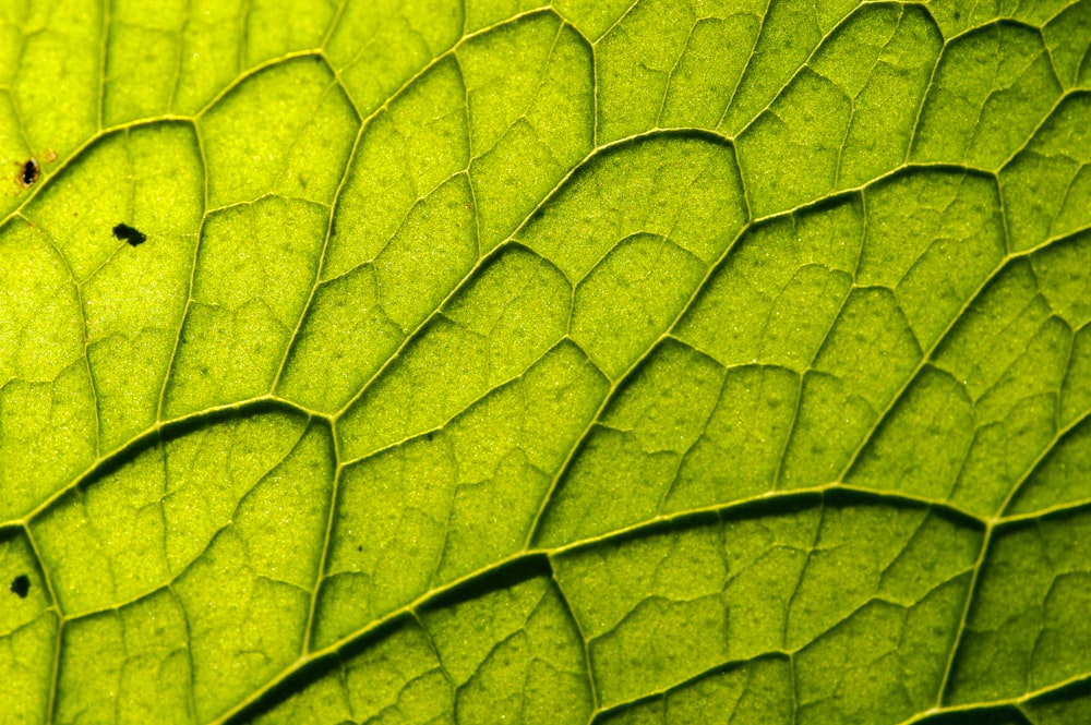 Fotografia macro di foglia verde