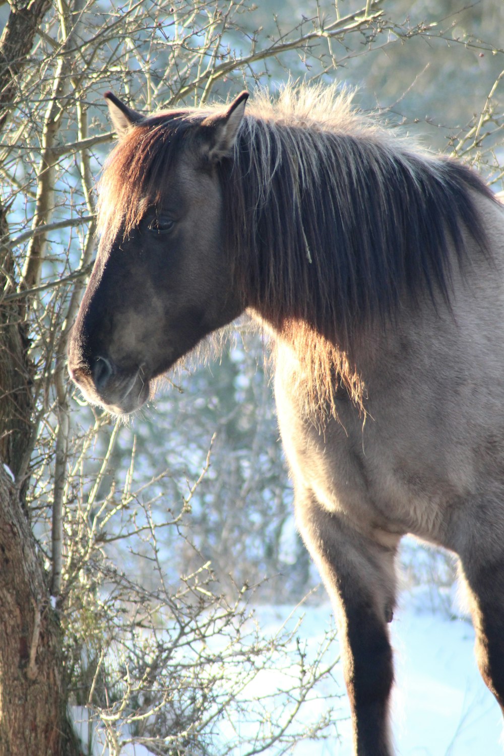 cavalo marrom na fotografia de perto durante o dia