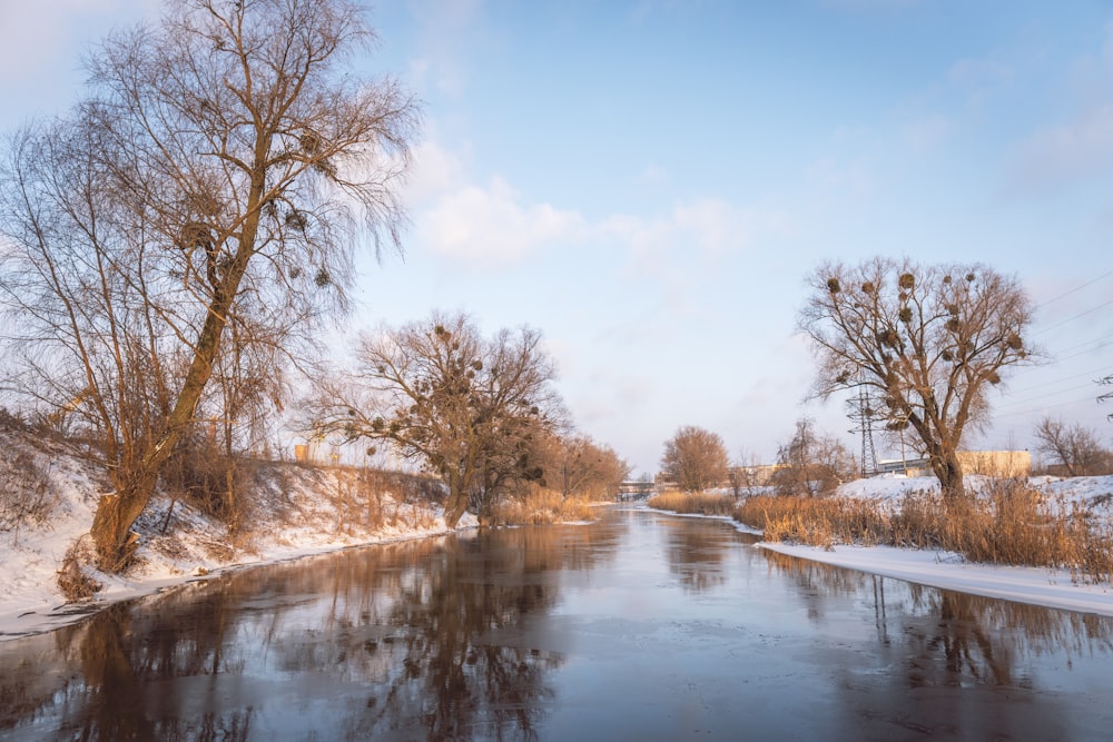 brown trees beside river under blue sky during daytime