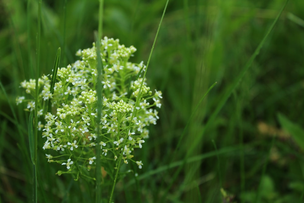 green plant in close up photography