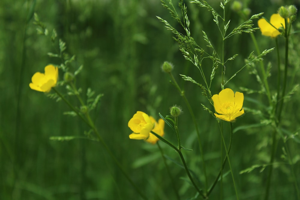 yellow flower in tilt shift lens