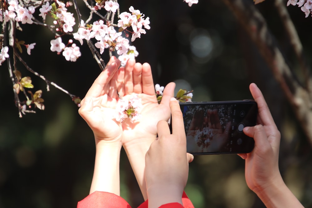 person holding white and pink flowers