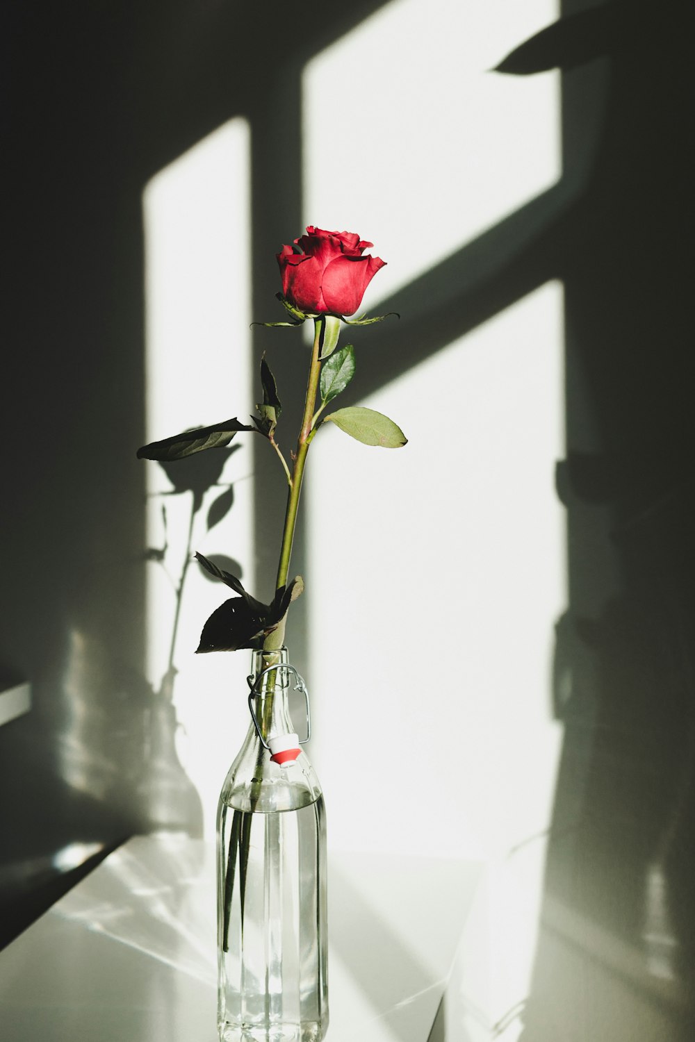 red rose in clear glass vase