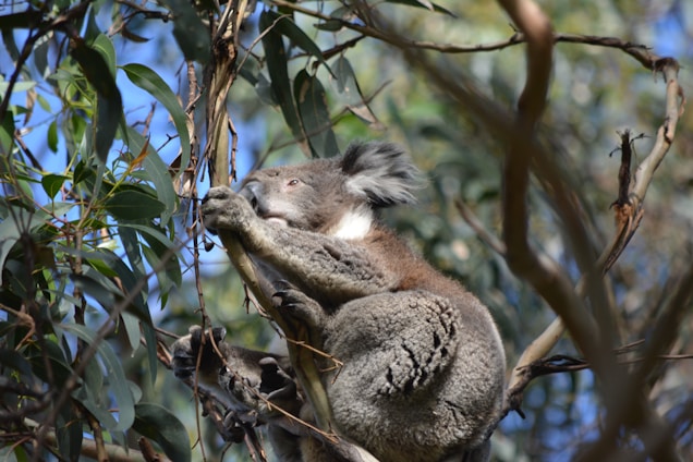 A playful koala holding a shiny eucalyptus leaf coin under a bright blue sky.