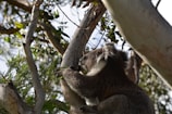A close-up of a koala nestled in eucalyptus branches under soft sunlight.