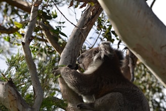 A koala clings to the trunk of a eucalyptus tree, surrounded by lush green leaves and branches. Sunlight filters through the canopy, creating patterns of light and shadow on the koala's fur.