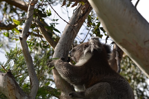A koala clings to the trunk of a eucalyptus tree, surrounded by lush green leaves and branches. Sunlight filters through the canopy, creating patterns of light and shadow on the koala's fur.