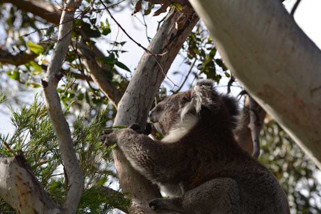 A close-up of a koala nestled in eucalyptus branches under soft sunlight.