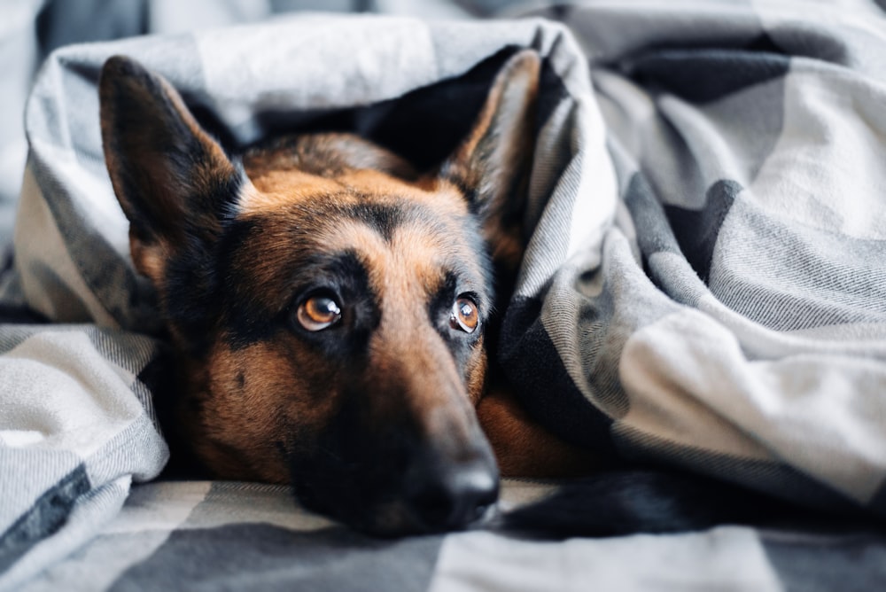 brown and black german shepherd lying on gray textile