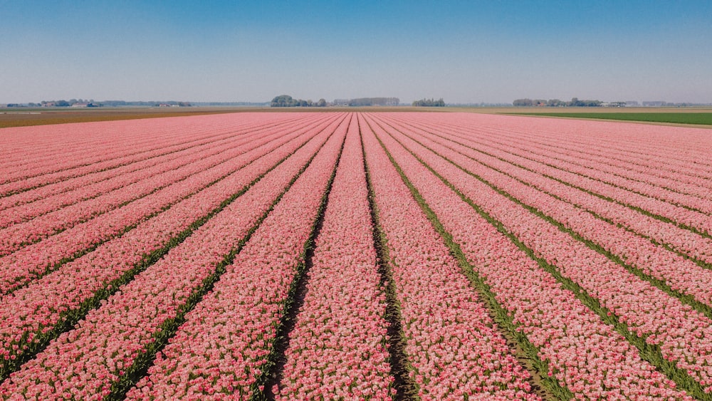 champ de fleurs rouges sous le ciel bleu pendant la journée