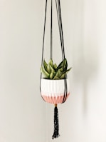 A decorative plant is suspended in a macrame hanging planter. The planter features a scalloped design with white and pink colors. Thick black cords attach to the planter, ending in a tassel. The plant has thick green leaves with a hint of yellow.