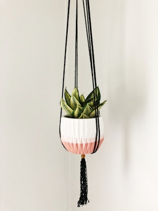 A decorative plant is suspended in a macrame hanging planter. The planter features a scalloped design with white and pink colors. Thick black cords attach to the planter, ending in a tassel. The plant has thick green leaves with a hint of yellow.