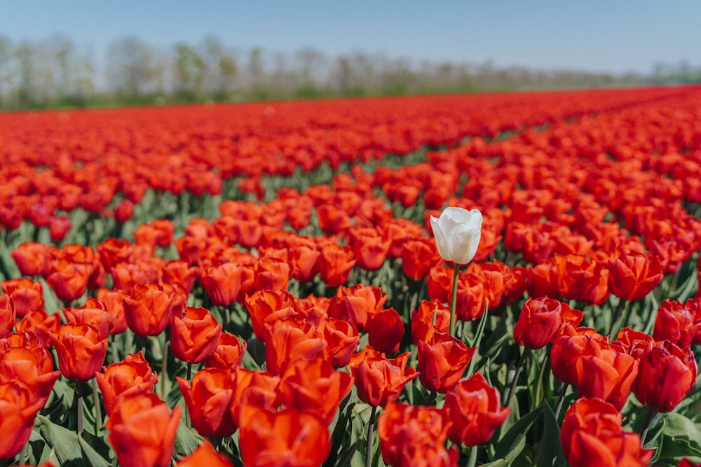 red flower field during daytime