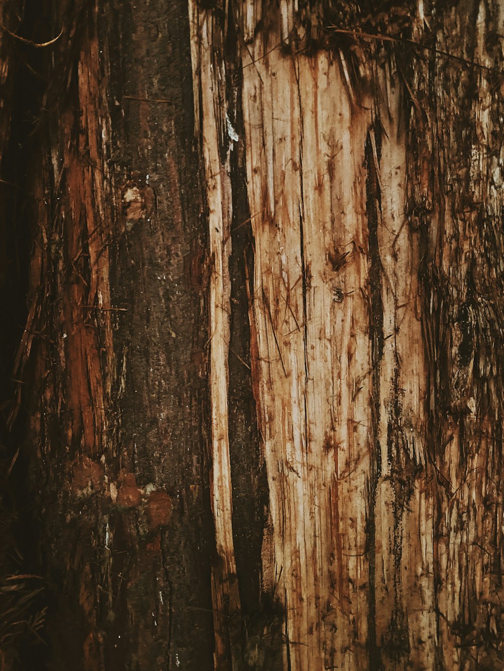 brown and black tree trunk