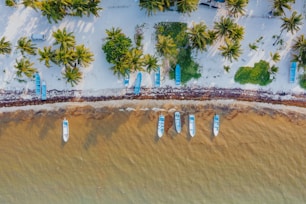 aerial view of beach with palm trees