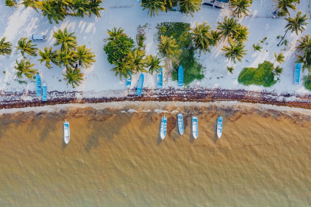 vista aérea da praia com palmeiras