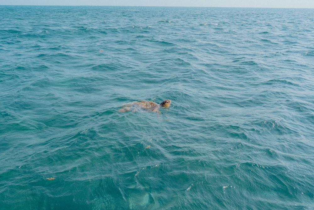 海で泳ぐ黒いビキニの女性