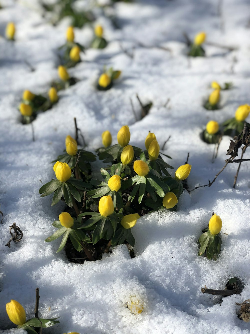 yellow flower on snow covered ground during daytime