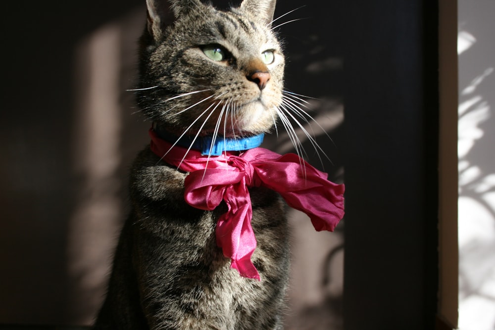 brown tabby cat with pink ribbon