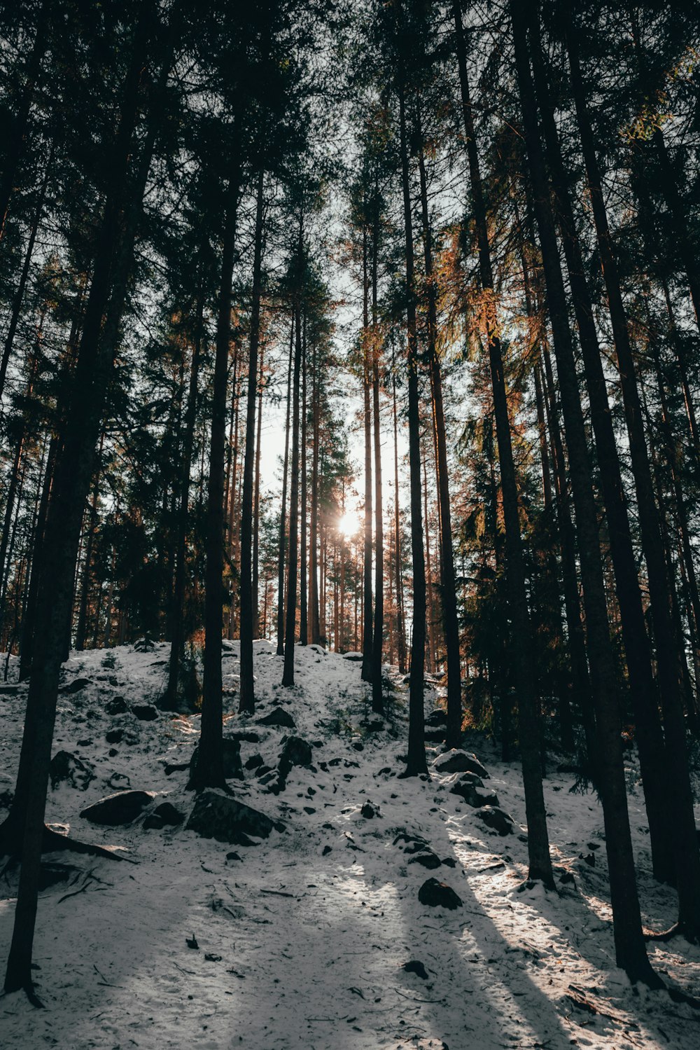 brown trees on snow covered ground during daytime