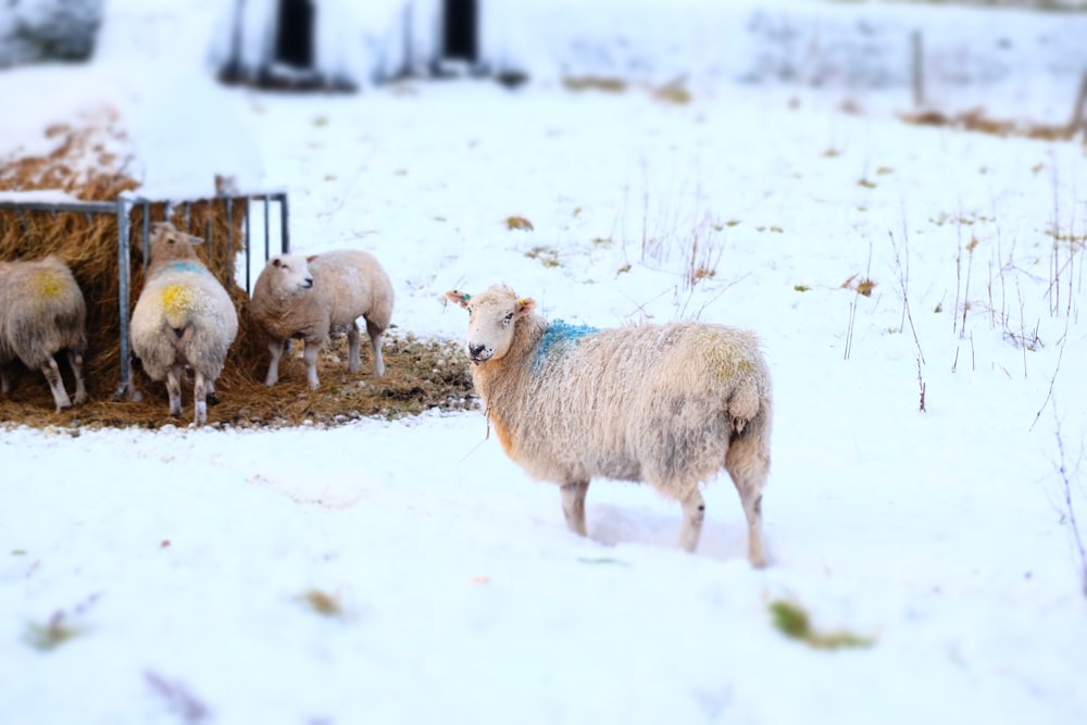 herd of sheep on snow covered ground during daytime