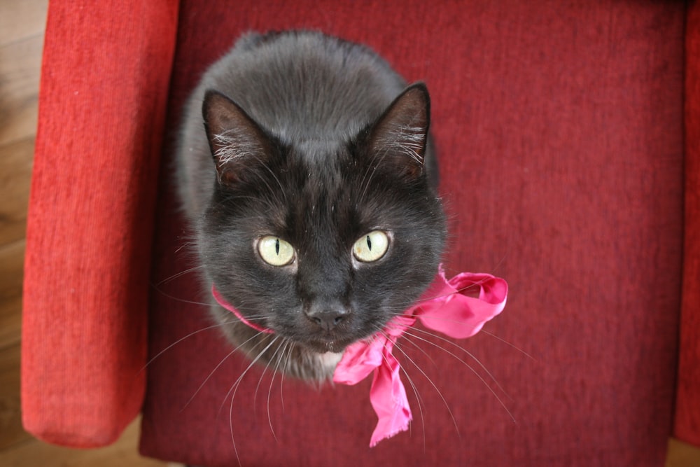 black cat in pink textile