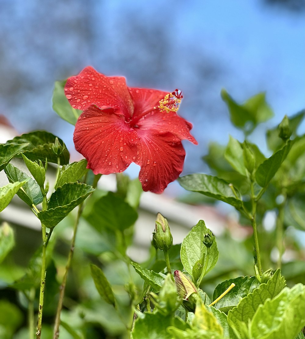 red flower in tilt shift lens