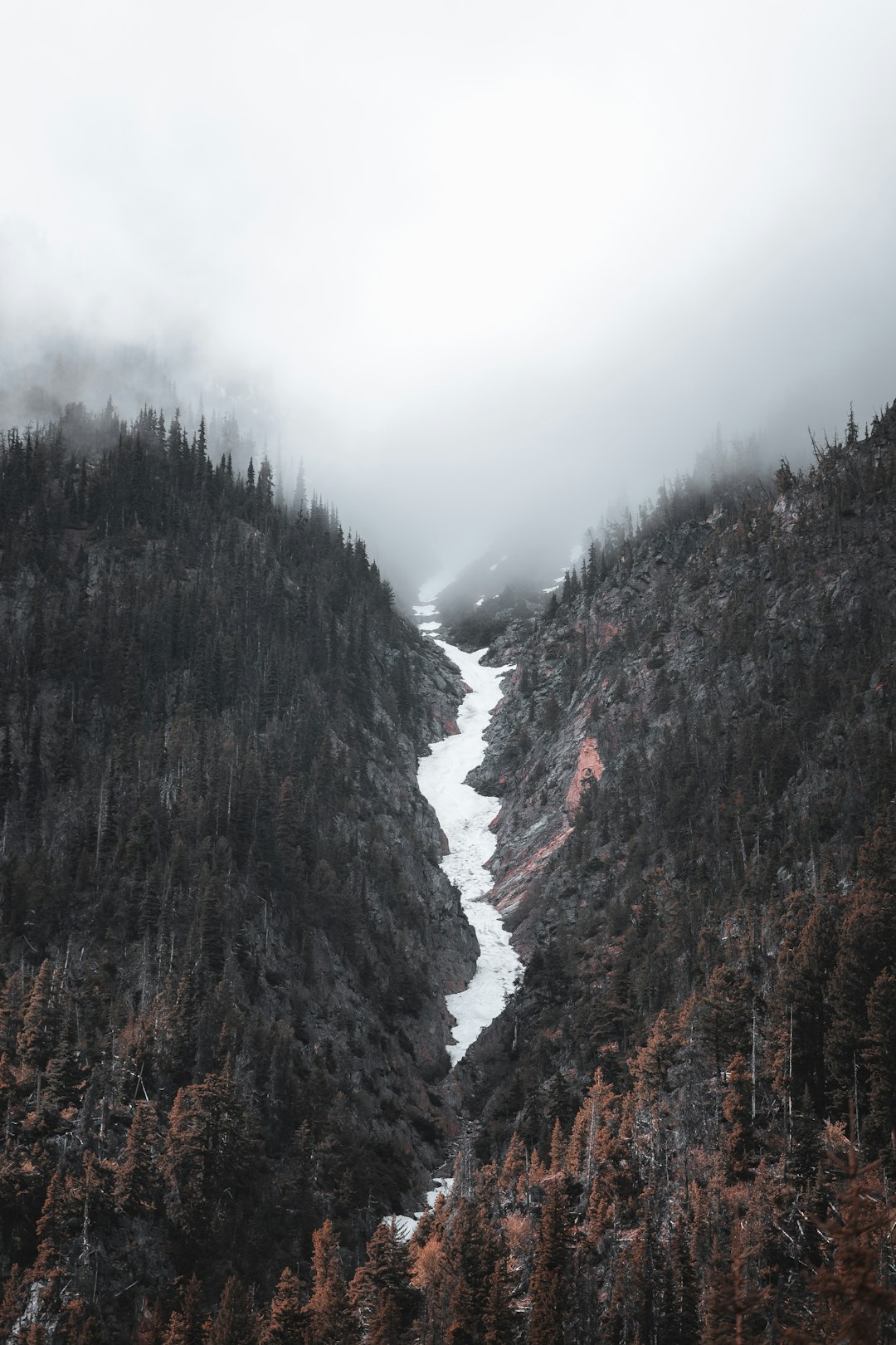 brown trees on mountain during daytime