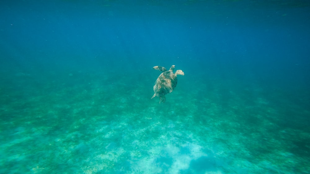 brown sea turtle swimming on the sea