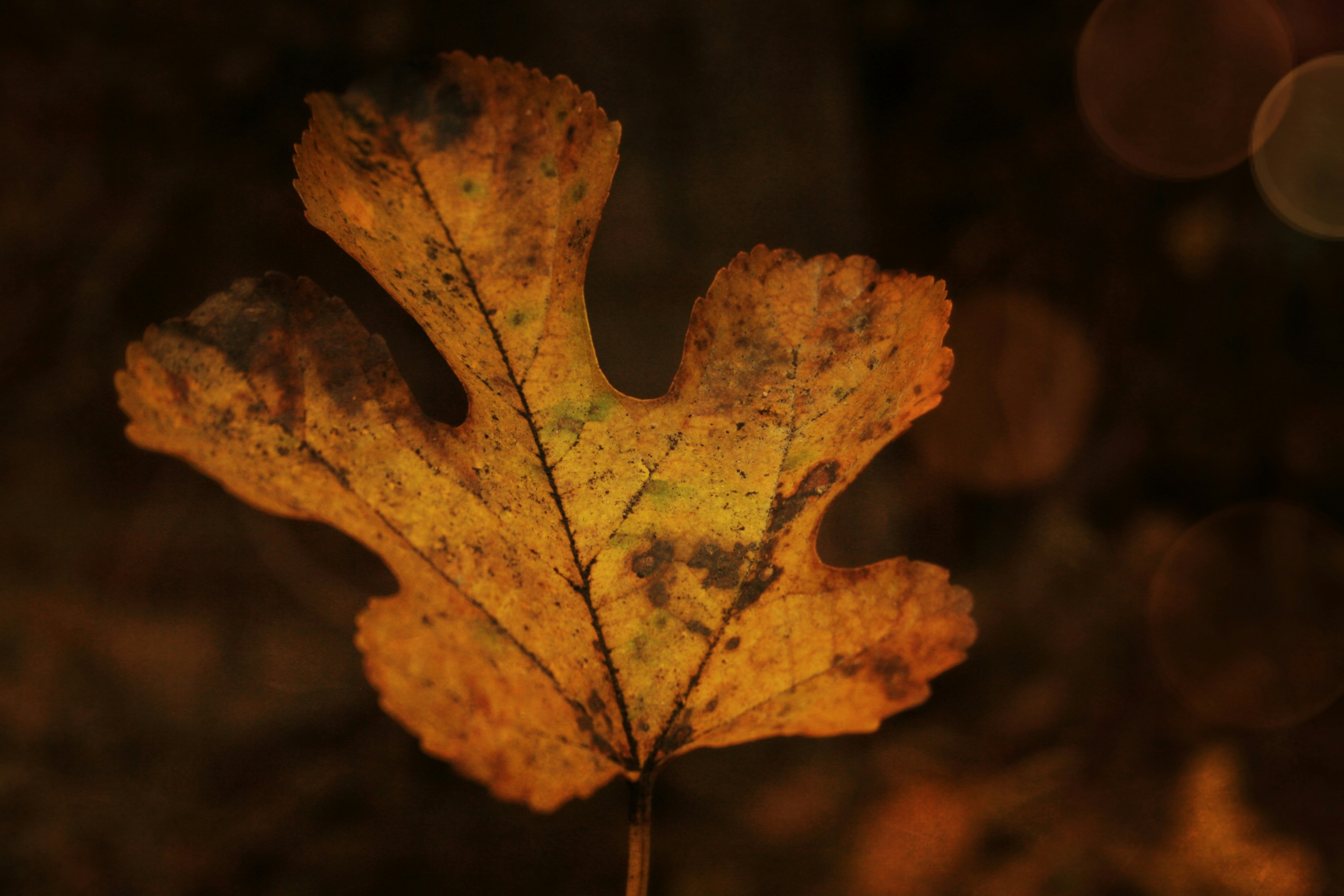 Photo by areeshm_007