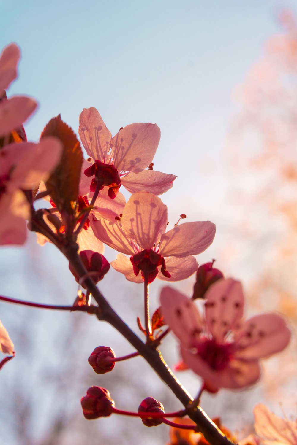 Rosa Kirschblüte blüht tagsüber