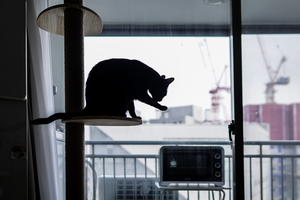 black cat on white window